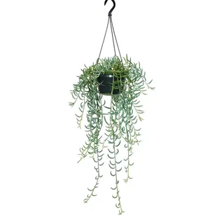 Senecio radicans - Bananen-Halskette - Ampelpflanze - 14cm Ampel - hängend - Grün