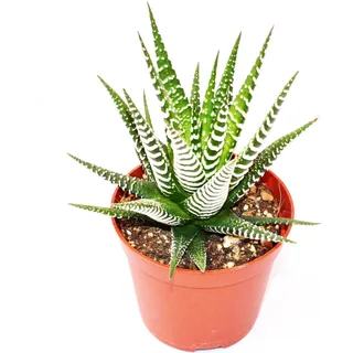 Haworthia fasciata "Big Band" - mittelgroße Pflanze im 8,5cm Topf