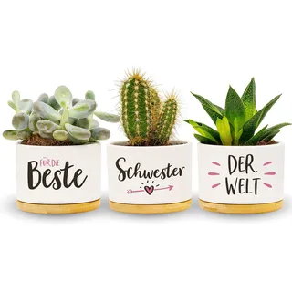 Darlena Beste Schwester der Welt | Schwestergeschenk, Geburtstagsgeschenk | Kräutergarten Geschenke für Schwester zum Geburtstag oder Weihnachten | Blumentöpfe zum Pflanzen