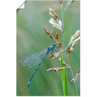 Artland Poster »Kleine Libelle« Insekten 1 Stk. tlg. ohne Rahmen, grün