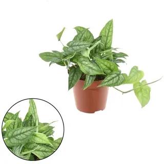 Monstera Siltepecana 20-30 cm - Pflegeleichte Zimmerpflanze im 12 cm Topf | Schnellwachsend & Luftreinigend