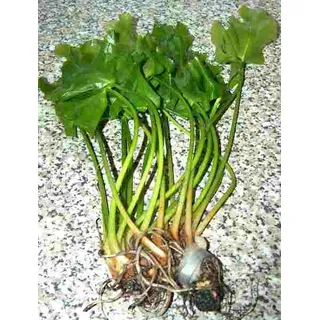 1 grüne japanische Teichrose, Nuphar Japonica