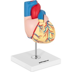 Physa, Praxisbedarf, Herzmodell Herz Modell Organmodell Anatomisches Modell Medizinmodell 1:1
