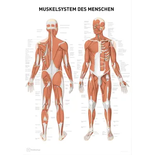 Wolfenthal Medizin/Anatomie Poster Muskelsystem des Menschen, XXL Format 70 x 100 cm