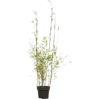 Fontänenbambus Set à 30 Stück Höhe ca. 100 - 125 cm Fargesia nitida
