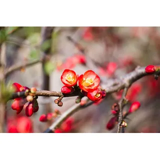 Chaenomeles 'Crimson and Gold', Zierquitte, rot-gelb, 40–60 cm