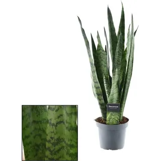 Sansevieria Zeylanica – Bogenhanf – Zimmerpflanze – Ø14cm – 55cm – Pflegeleicht & luftreinigend – Für Schlafzimmer, Wohnzimmer & Büro