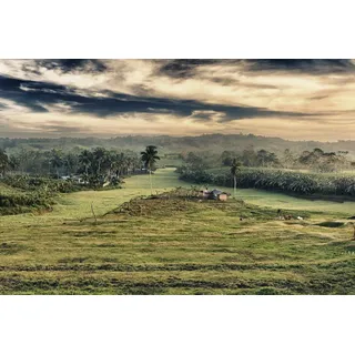 Papermoon Fototapete »LANDSCHAFT-NATUR WALD PALMEN BÄUME DSCHUNGEL PFLANZEN«, bunt