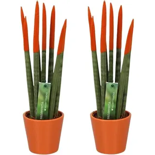 Sansevieria Zylindersansevieria – 2 Pflanzen – Sansevieria Cylindrica – Höhe 20–40cm – Ø9cm – Pflegeleichte Sukkulente mit farbigen Spitzen – Luftreinigende Zimmerpflanze für Zuhause & Büro