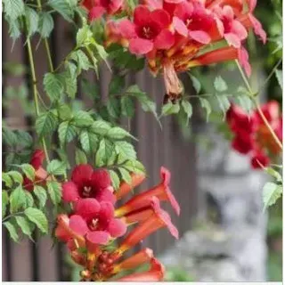 2 x Flamingo-Strahlengriffel - Actinidia kolomikta - 50-60 cm in Container - dunkelgrün, Weiß, Rosa