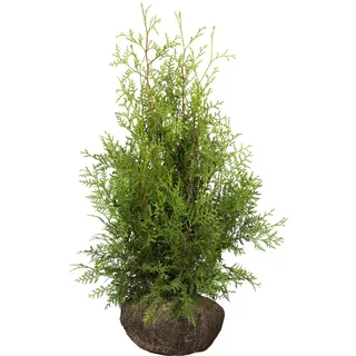 Lebensbaum Smaragd Set à 30 Stück Höhe ca. 80 - 100 cm Ballenware Thuja