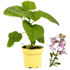 5 x Paulownia Kiribaum CO2-Klimabaum, NordMax21® im Pflanztopf