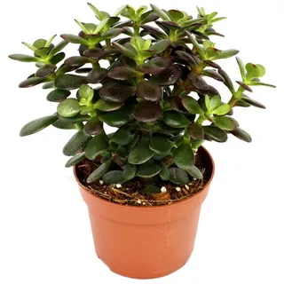 EXOTENHERZ Crassula portulacea minor - Pfennigbaum - große Pflanze im 12cm