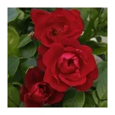 KORDES ROSEN Beetrose, Rosa »Milano®«, Blüte: halbgefüllt - rot