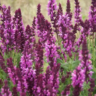 6 x Salbei Ostfriesland - Salvia nemorosa 'Rose Queen' | Topf 9cm x 9cm