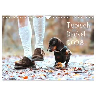 Calvendo Typisch Dackel 2026 (Wandkalender 2026 DIN A4 quer), CALVENDO Monatskalender