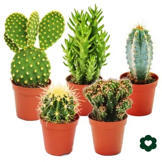 EXOTENHERZ 5 verschiedene Kakteen im Set - 5,5cm Topf