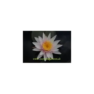 1 ZWERGSEEROSE Michael Berthold, pfirsischrosa
