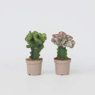 Plant in a Box - Cowboy-Kaktus - 2 Stk - Euphorbia Lactea - Höhe 25-30cm - Topf 12cm