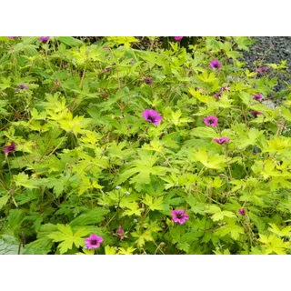 6 x Geranium 'Ann Folkard' - Storchschnabel - topf 9 x 9 cm