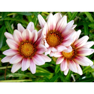 Papermoon Fototapete »Afrikanische Gazania Blumen«, bunt