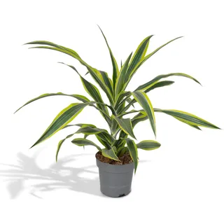 Meergroothandel Dracaena Fragrans Lemon Lime - 40 cm, Ø 17 cm