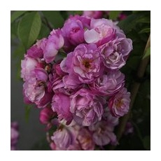 KORDES ROSEN Kletterrose, Rosa  »‘Lavender‘ Siluetta®«, Blütenfarbe: flieder - lila