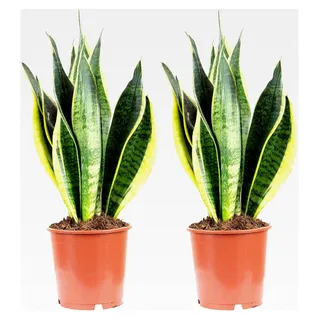 2er-Set Bogenhanf - echte Zimmerpflanze, Sansevieria trifasciata Laurentii - Höhe ca. 45 cm, Topf-Ø 14 cm