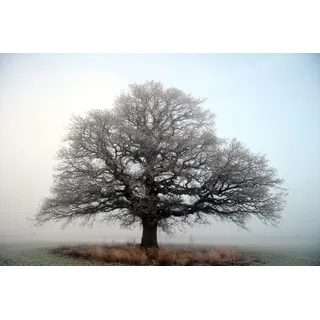 Papermoon Fototapete »Baum auf Insel«, bunt