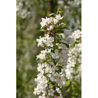 Malus 'Beverly', Zierapfel, 80–100 cm, dekorative Früchte