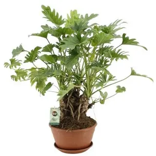 Baumfreund - Philodendron Xanadu - Zimmerpflanze - Ø22cm - ?50cm