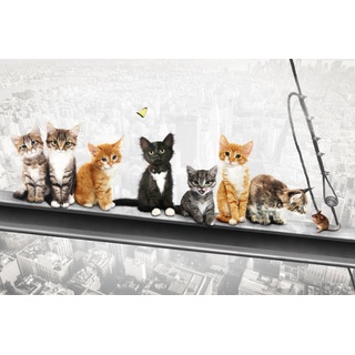 Katzen auf Stahlträger- New York Kittens - Spaß Städte Poster Plakat Druck - Grösse 91,5x61 cm