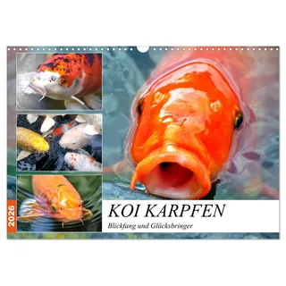 Koi Karpfen. Blickfang und Glücksbringer (Wandkalender 2026 DIN A3 quer), CALVENDO Monatskalender: Die farbenprächtigen Könige im Gartenteich (CALVENDO Tiere)