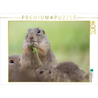 Calvendo Puzzle Ziesel isst Blume 1000 Teile Lege-Größe 64x48cm Foto-Puzzle für glückliche Stunden