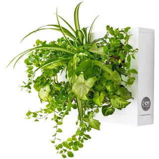 Ortisgreen HOH! DIY-Pflanzenbox aus ABS-Kunststoff für 6 Pflanzen in weiße, inklusive natürlichem Substrat (Sphagnum-Moos) und Anleitung.