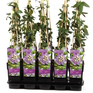 Winterharte Passionsblume Passiflora Purple Haze ca. 30 cm - exotische Schönheit - mehrjährige Kletterpflanze