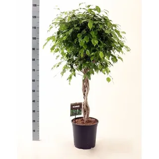 Birkenfeige Ficus Benjamina Exotica Stämmchen ca. 120 cm - Zimmerpflanze