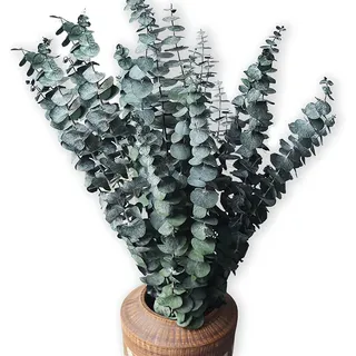 HanYun 20 Pack Natürliche Getrocknete Eukalyptus 45cm Konserviert Frische Eukalyptus-Zweige Greenery Pflanzen für Natürliche Aromatherapie zu Ihrer Dusche für Blumenarrangements Hochzeit Home Decor