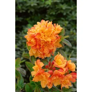 pflanzen-für-dich.de Rhododendron luteum 'Csardas', gelb, 40–50 cm