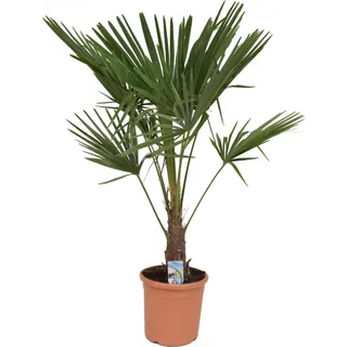 Chinesische Hanfpalme 130 - 160 cm Trachycarpus fortunei - winterharte Palme