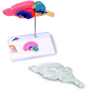 3B Scientific Rattengehirn, vergleichendes Anatomiemodell, 3B Smart Anatomy, C29