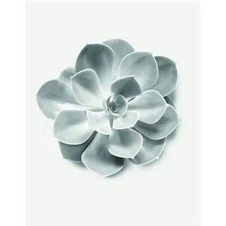 Komar Wandbild | Succulent Aeonium | Poster, Bild, Wohnzimmer, Schlafzimmer, Dekoration, Kunstdruck | ohne Rahmen | P049B-40x50 | Größe: 40 x 50 cm (Breite x Höhe), schwarz , weiß, grau