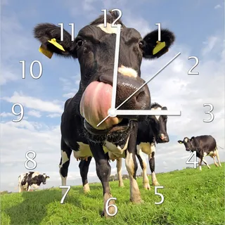 Wallario Design Wanduhr Lustige Kuh auf der Weide mit herausgestreckter Zunge aus Echtglas, Größe 30 x 30 cm - Blau