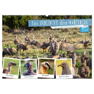 Im REICH der GEIER - Die 4 Geierarten Europas im Portrait (Wandkalender 2027 DIN A2 quer), CALVENDO Monatskalender: Europas 4 Giganten im Porträt (CALVENDO Tiere)