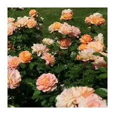 KORDES ROSEN Beetrose, Rosa »Schöne vom See®«, Blüte: apricot, gefüllt - orange