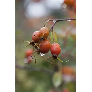 Rosa glauca, Rotblattrose, 40–60 cm