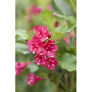 Weigela 'Red Prince', Weigelie, leuchtend rot, 40–60 cm