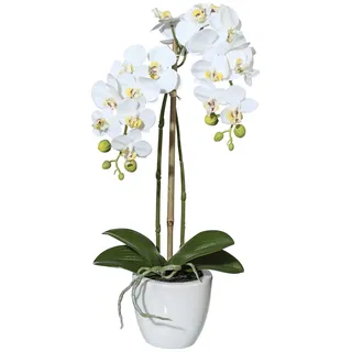 Creativ green »Orchidee Phalaenopsis« weiß,