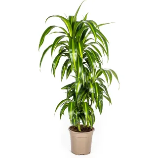 Dracaena Deremensis Hawaiian Sunshine - Zimmerpflanze 21 cm Topfgröße, Höhe 100 cm, Pflegeleic