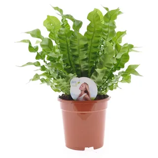 Asplenium nidus 'Crispy Wave' ca. 30 cm - Nestfarn - Luftreinigende Zimmerpflanze - Grünpflanze